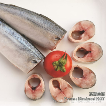 Frozen Pacific Mackerel Fish Hgt Sale av hög kvalitet